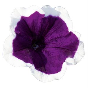 Bild von Petunia P12 Dark violet picotee